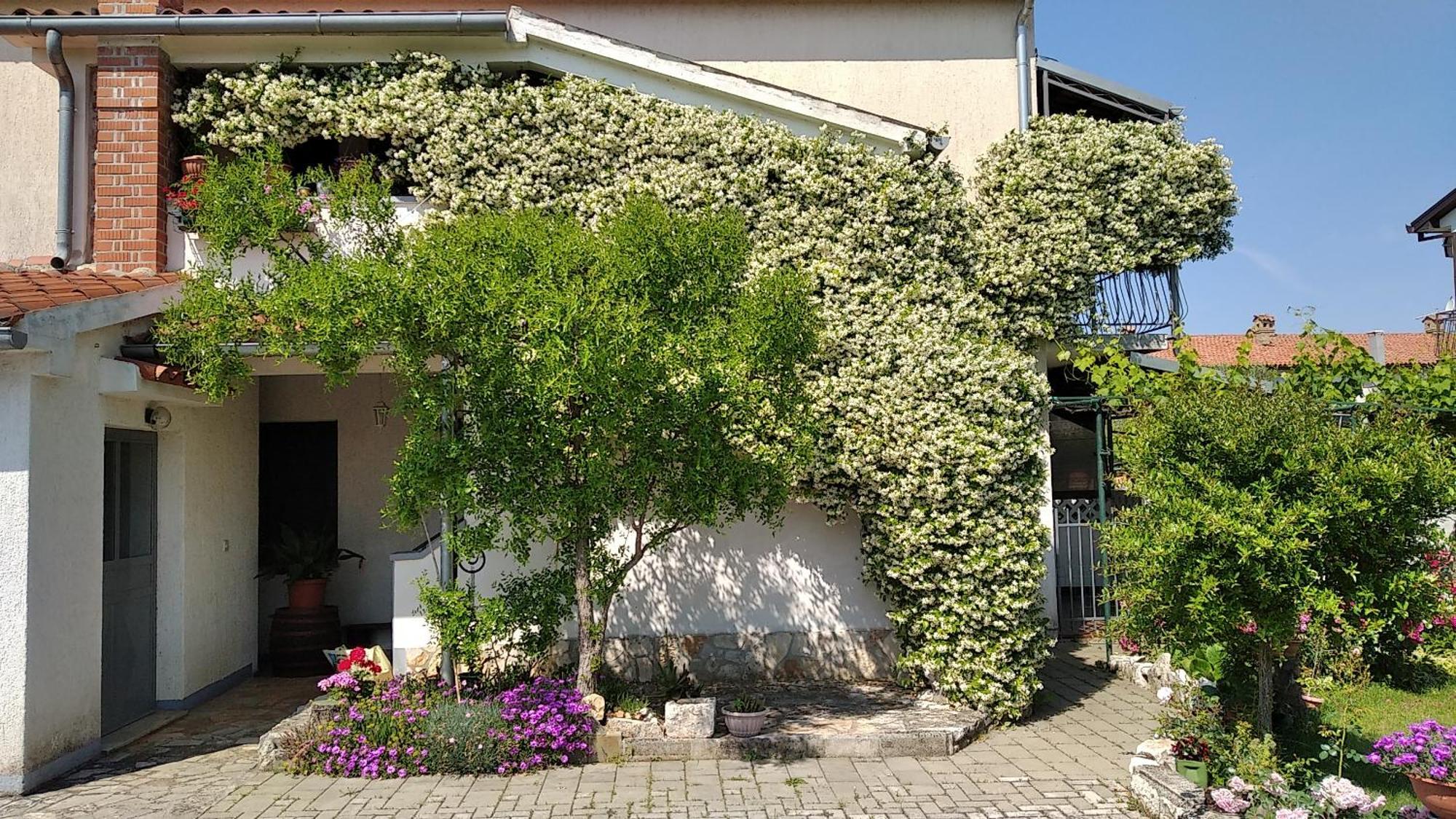 Apartment Sasa Bozac Poreč Eksteriør bilde